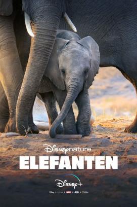 Elefanten stream