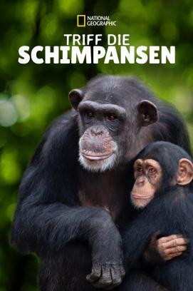 Meet the Chimps - Staffel 1 stream