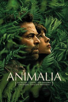 Animalia stream