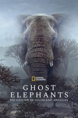 Ghost Elephants - Die Geister im Hochland Angolas stream