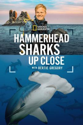 Hammerhaie hautnah mit Bertie Gregory stream